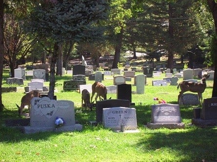 Deer visiting graves